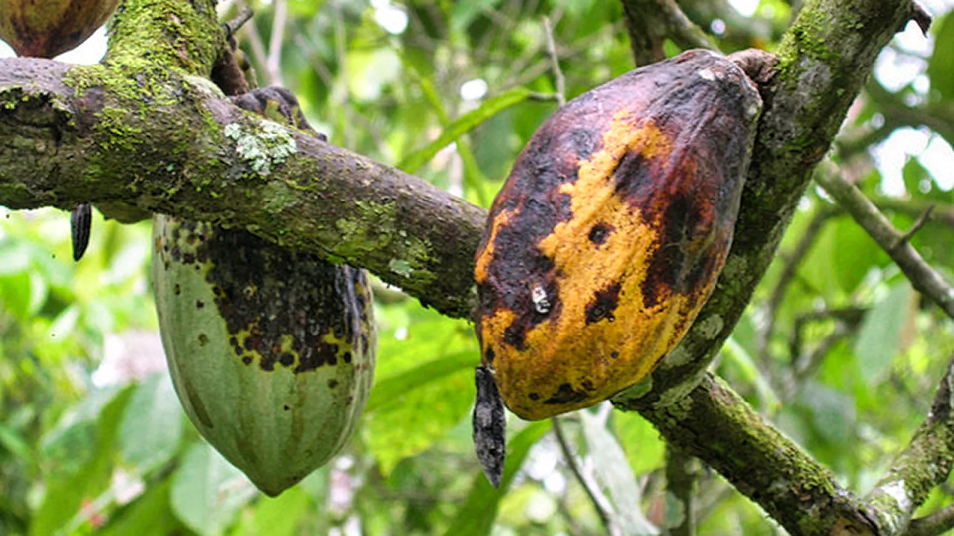 The Chemical Clue That Could Lead to Eliminating Black Pod