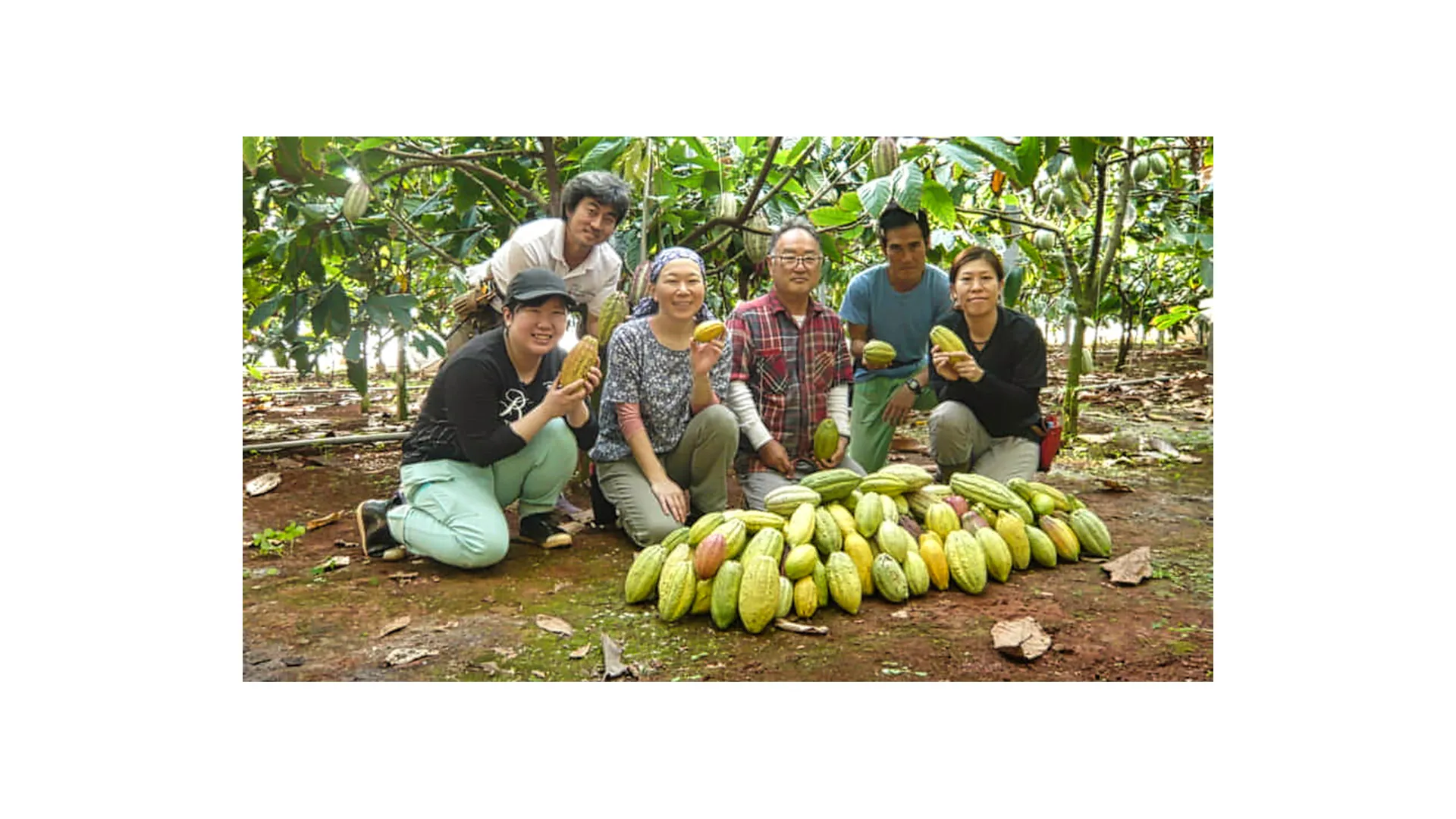 A Cacao Tree Grows on Hahajima
