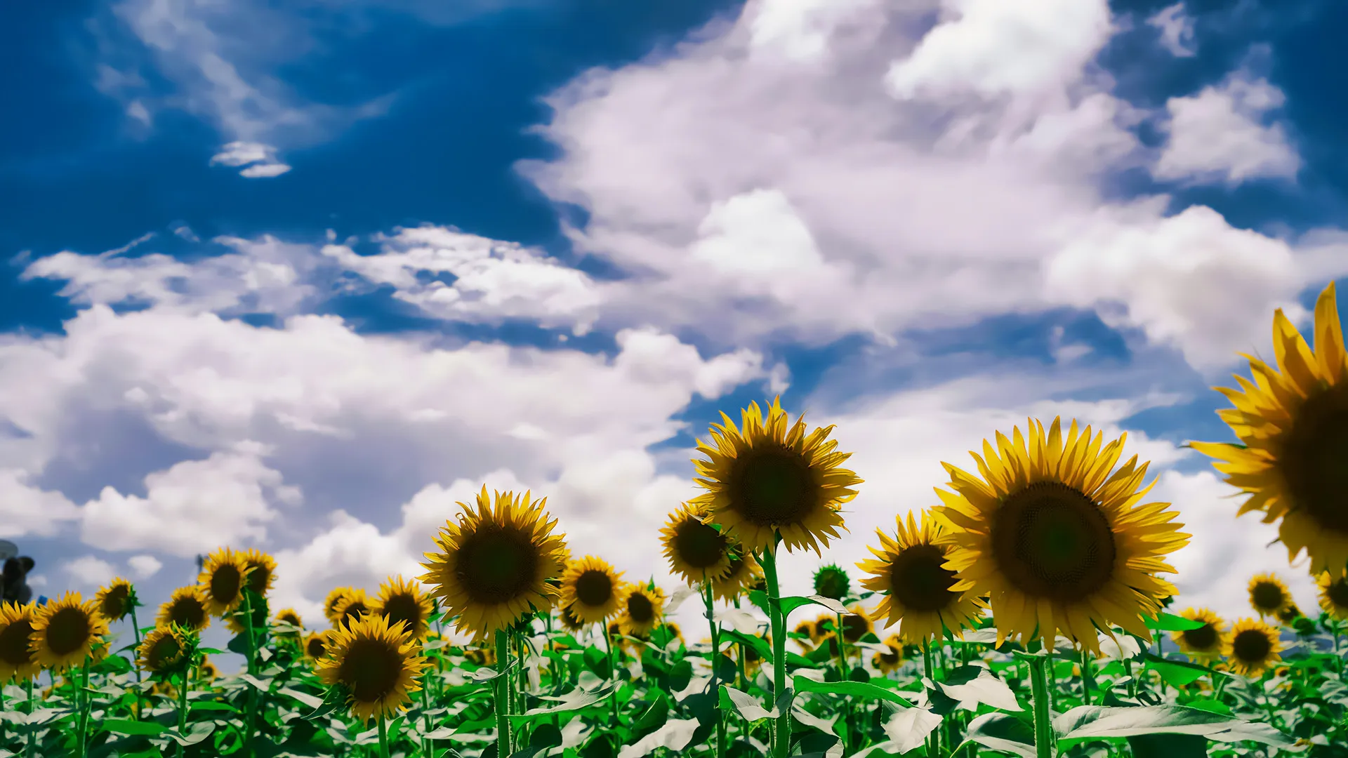 July 2025 Member Newsletter