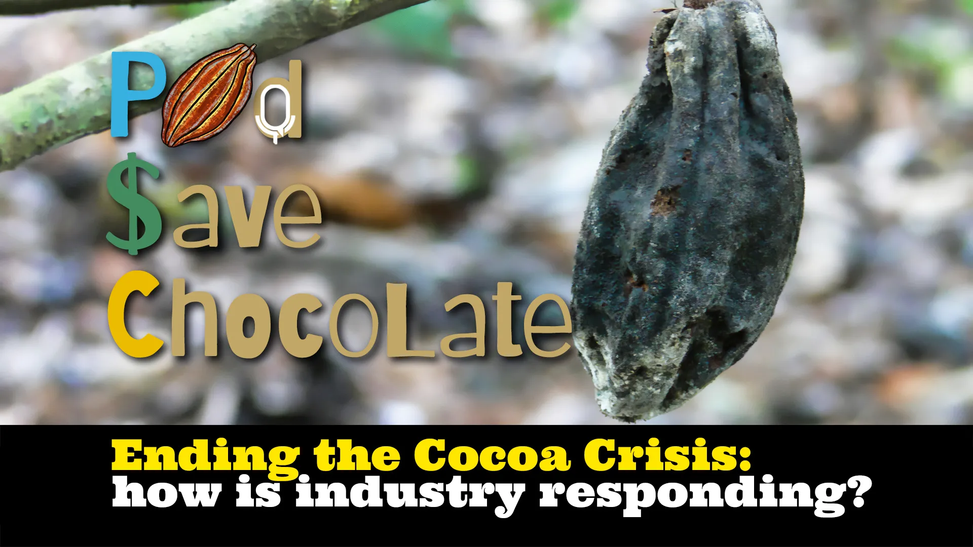 Ending the Cocoa Crisis? | #PodSaveChocolate Ep 146