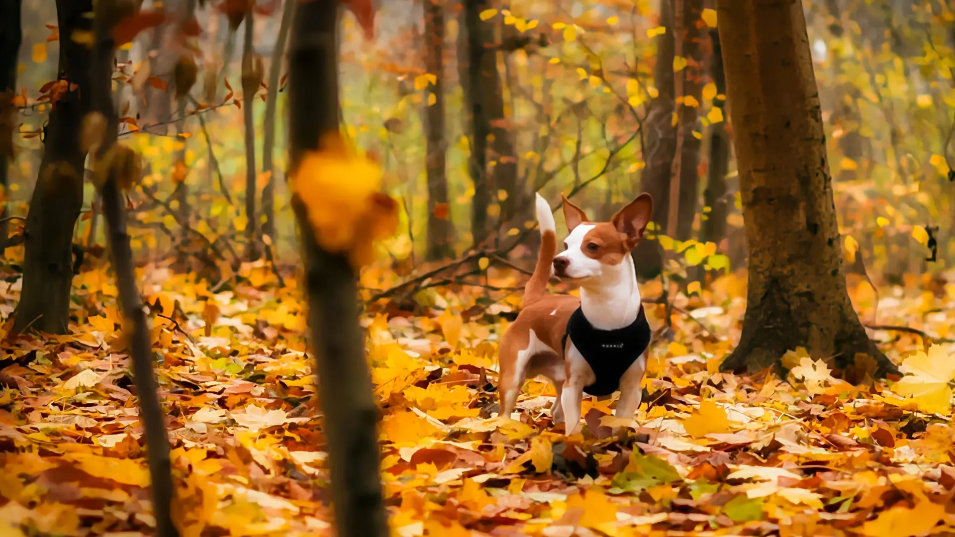 November 2025 Member Newsletter