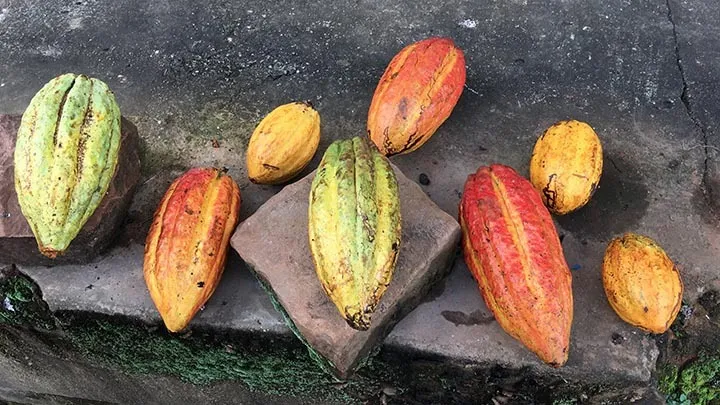 Cocoa and Chocolate in Brasil - Part 1