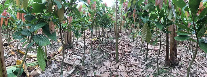 La Ruta del Cacao - Day 3