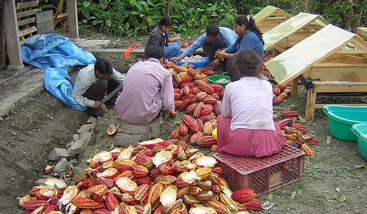 Chocolate’s Sustainability Challenge?