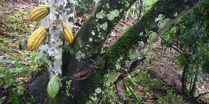 Deep Dive: Genetics of Ecuadorian Nacional
