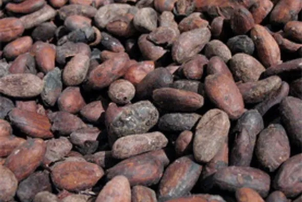 Climate Change could melt chocolate production