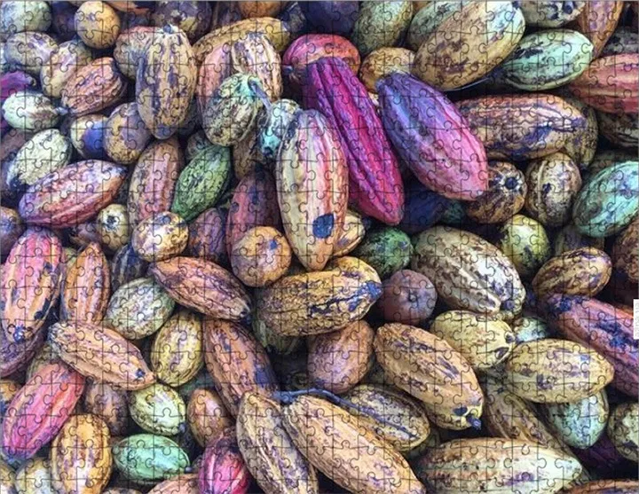 World's Hardest Cocoa Pod Jigsaw Puzzle? On Sale Now!