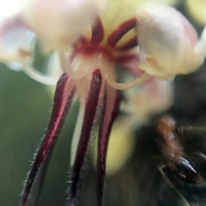 Report: Pollinator Decline Threatening Supply Chains, Especially Cocoa