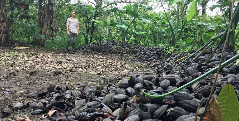 Can Shade and Bat Guano Help Grow Earth-Friendly Cacao?