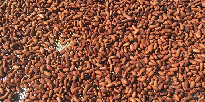 Raw Chocolate Thoughts — Revisited Redux