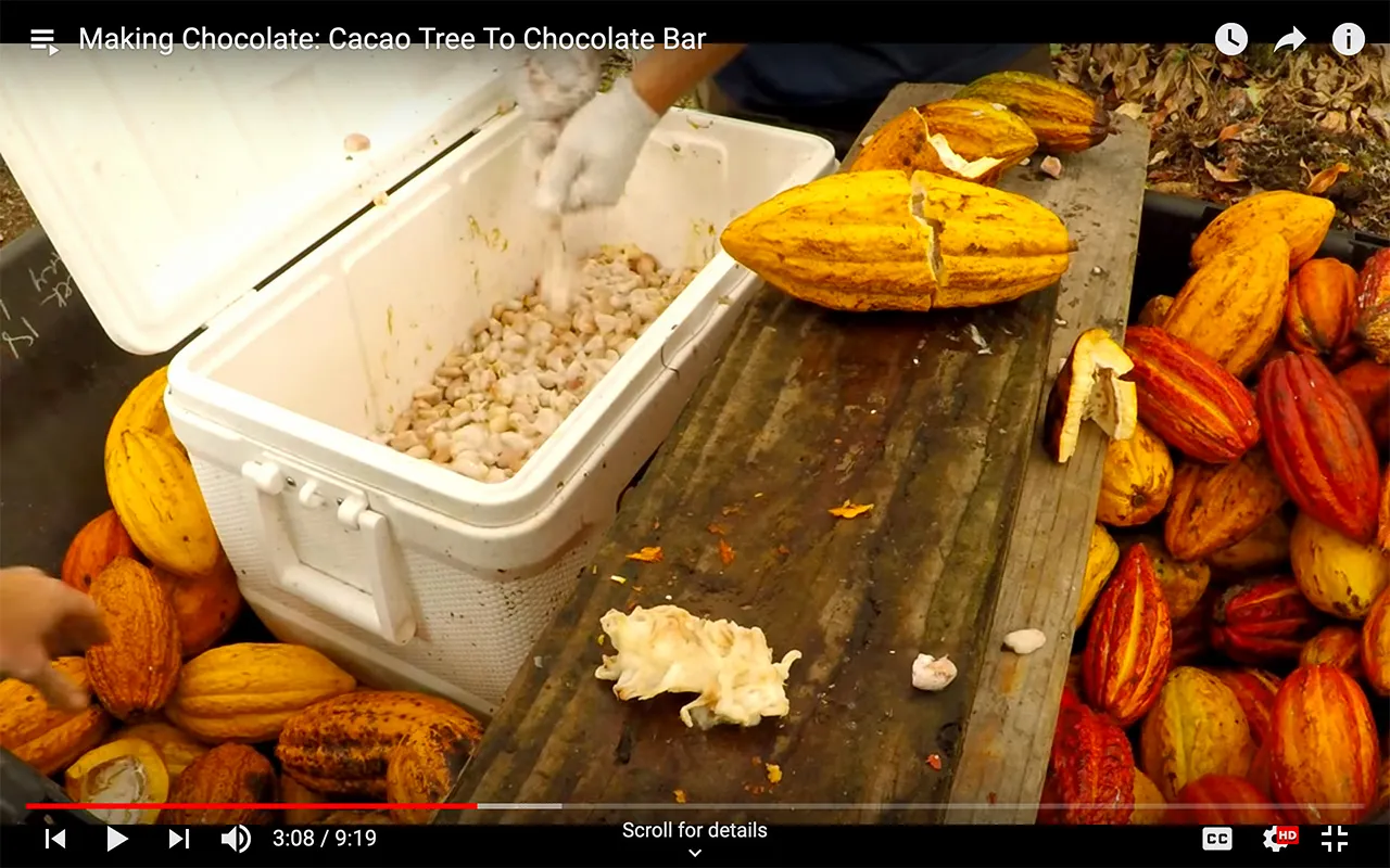 Making Chocolate: Cacao Tree To Chocolate Bar
