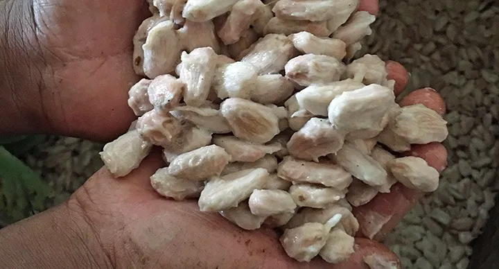 Cocoa's version of OPEC in West Africa