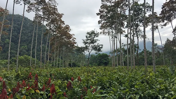 The Long Read: Has Chocolate Gone Bad?