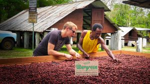 F/S – Organic Cocoa Beans from Trinidad