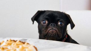 Is Chocolate Healthy? Part 2