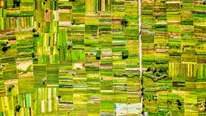 Is GMO in Cocoa a Thing?