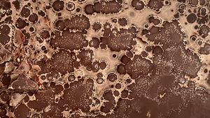 When Good Chocolate Goes Bad