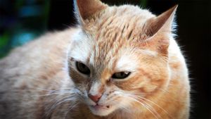 TCL LIVE | Pet Peeves About Cocoa and Chocolate