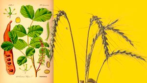 Is WNWN’s Cocoa-Free Chocolate Alternative Any Good? A Review.