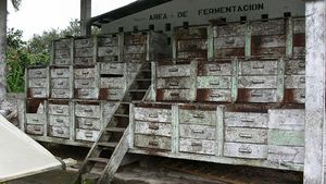 Can Cocoa Beans be TOO Fresh?