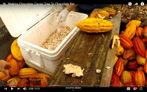 Making Chocolate: Cacao Tree To Chocolate Bar